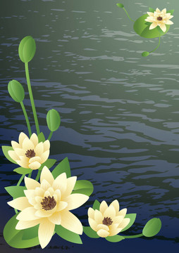 盛開的百合花