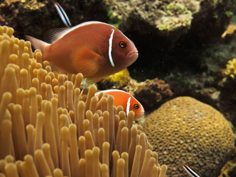 大堡礁紅小丑魚