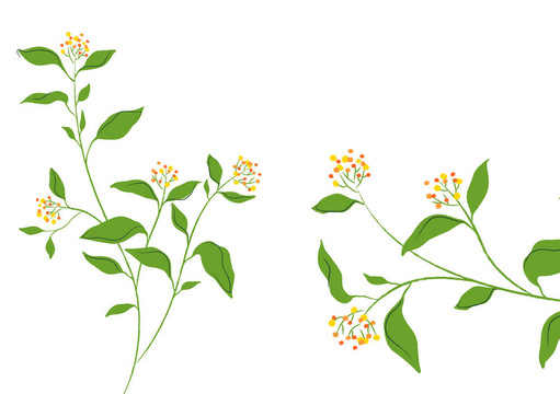 美麗的花