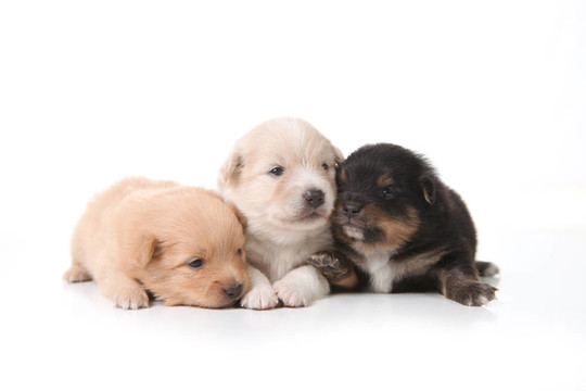 三博美犬幼犬張開(kāi)眼睛