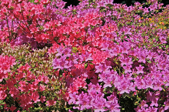 杜鵑花杜鵑花在春天；背光源；