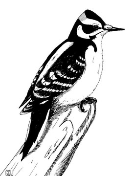 毛發(fā)啄木鳥