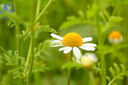 甘菊花