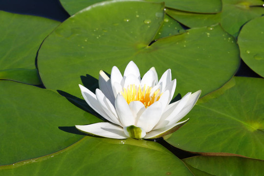 水百合花
