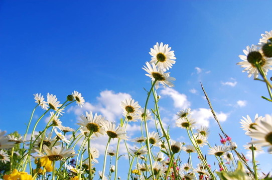 夏季草地上的花