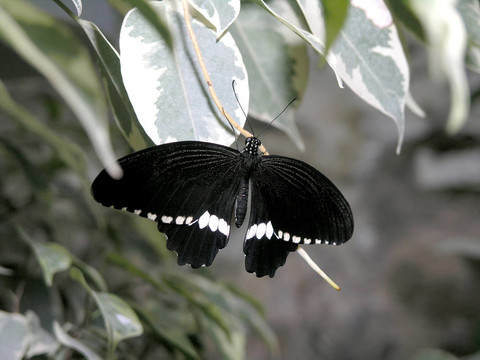 蝴蝶（玉帶鳳蝶）
