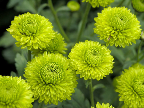 朵朵菊花