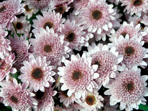朵朵菊花