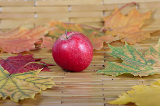 紅蘋果對秋葉