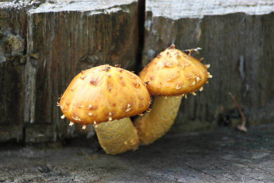 對(duì)的兩個(gè)蘑菇