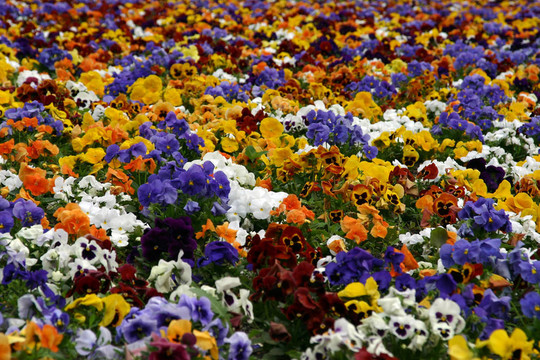 公園里的花