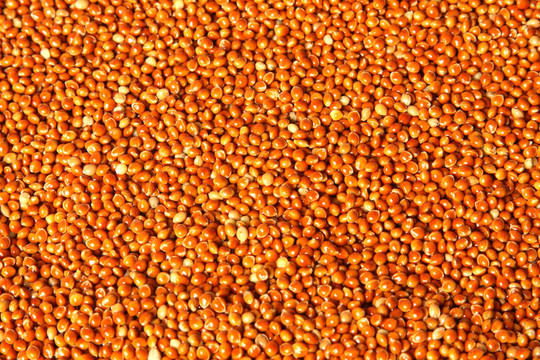 紅黍（Panicum miliaceum）種子