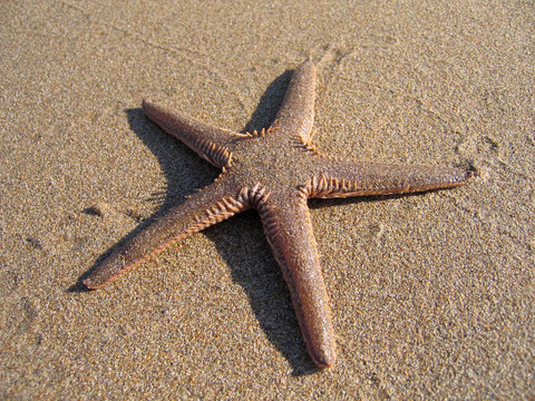 沙灘上的海星