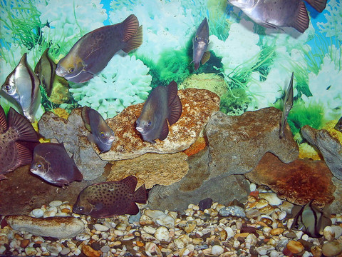 魚