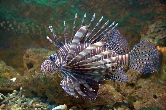 紅獅子魚