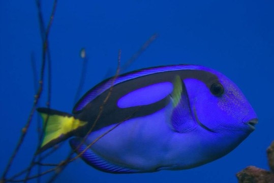 藍(lán)色的熱帶魚