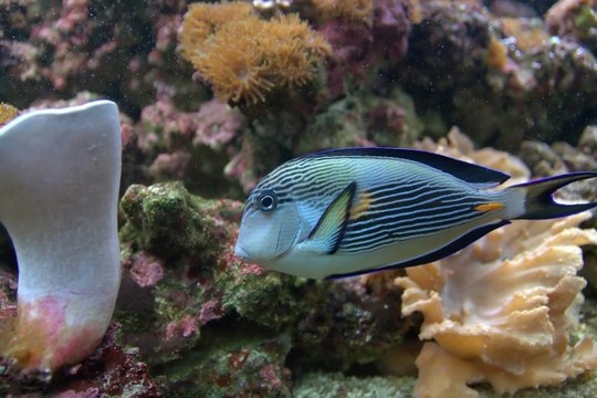 熱帶魚