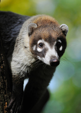 白鼻Coati（Nasua narica）
