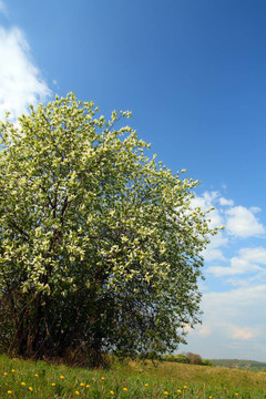 櫻花樹