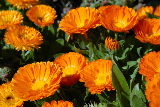 Orange Flowers。