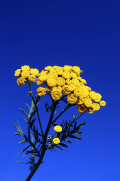 藍(lán)天下的艾菊