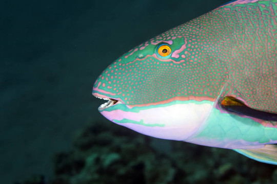 鸚嘴魚