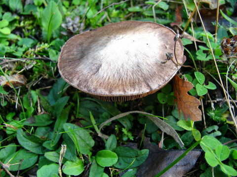 森林蘑菇
