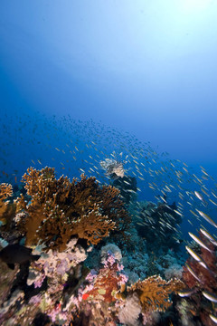 海洋和魚