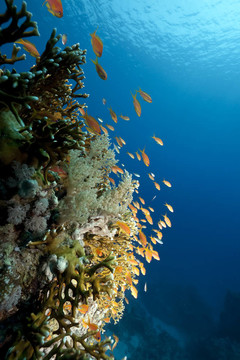 海洋和魚