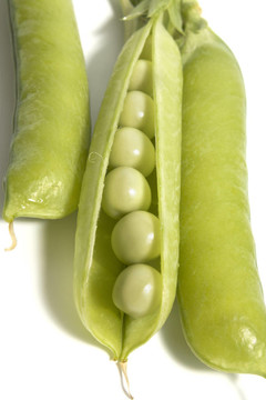 豌豆