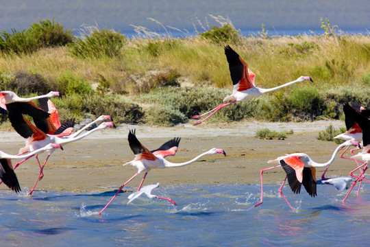 火烈鳥；公園區(qū)域de Camargue；普羅旺斯；法國(guó)