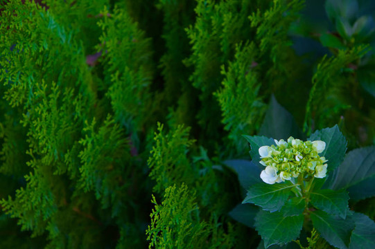 繡球花和松樹布什