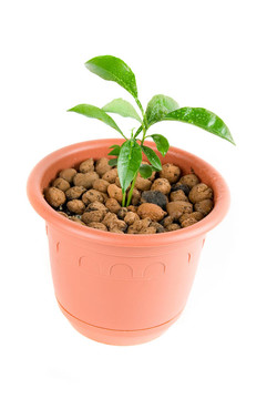 植物在花盆