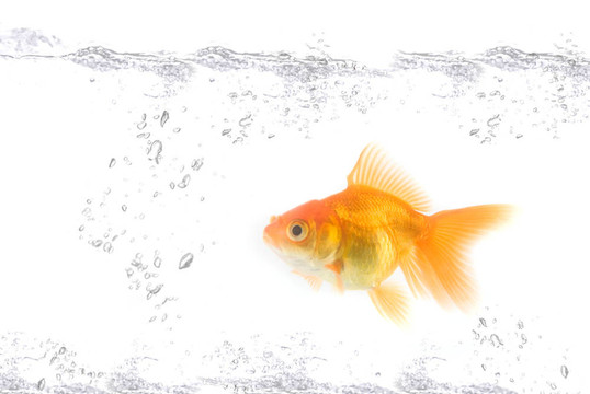 金色的魚