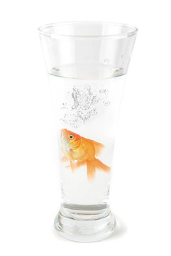 玻璃金魚