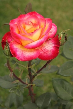 玫瑰的花
