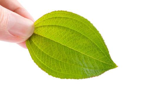 環(huán)保概念；新葉在手。