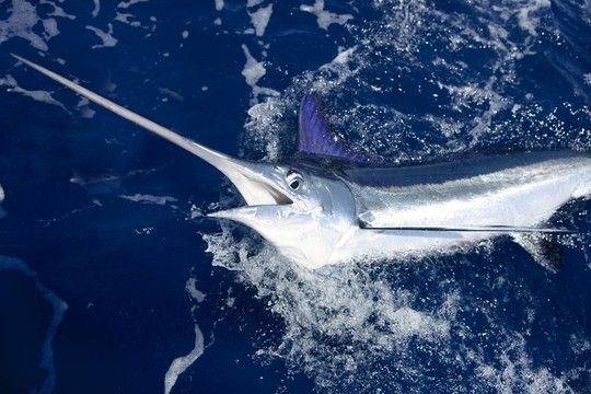 美麗的白槍魚房旗魚釣魚