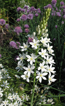Ornithogalum pyrenaicum；Hyacinthaceae家族；在花園里
