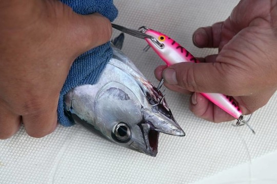 藍鰭金槍魚的捕獲和釋放