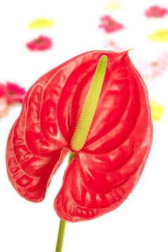 異國情調的美麗的紅色花還紅掌