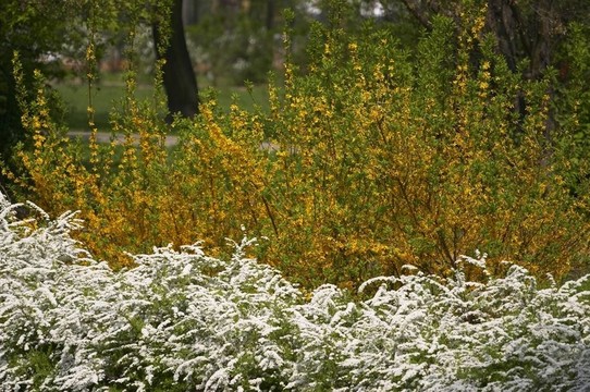盛開(kāi)的花朵