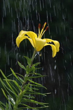 下雨了，莉莉