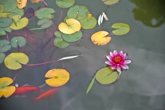 水百合和魚(yú)