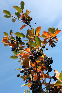 Black chokeberry（Aronia melanocarpa）