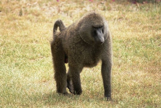 狒狒走