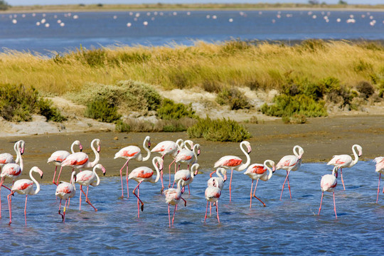 火烈鳥；公園區(qū)域de Camargue；普羅旺斯；法國