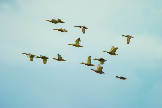 野生鳥類
