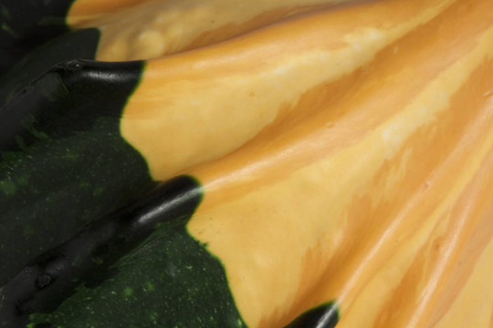 Gourd摘要