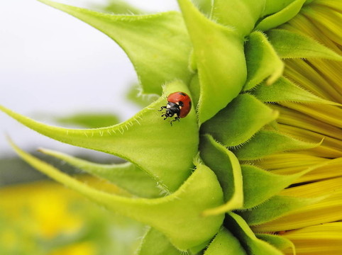 Ladybird（七星septempunktata）在向日葵。